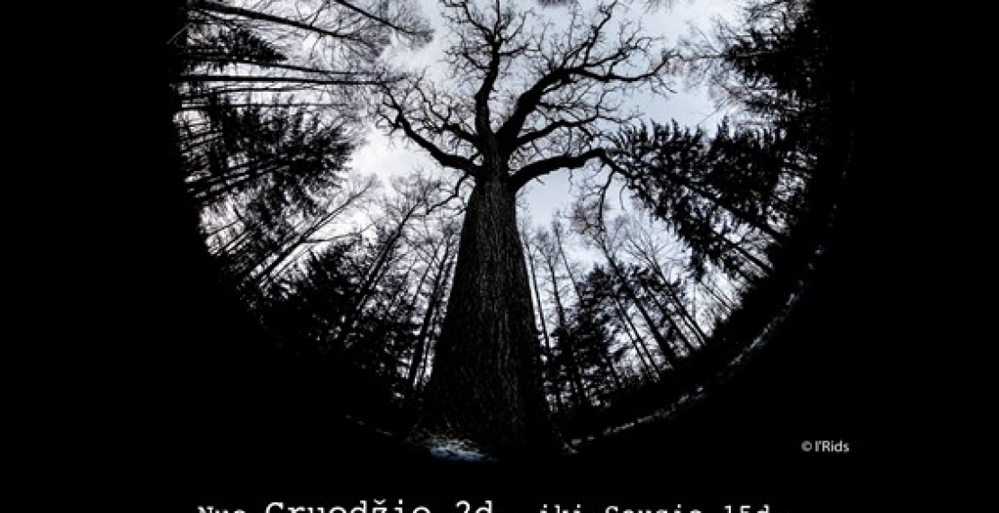 Nuo gruodžio 2 d. kviečiame aplankyti fotomenininko Iridijaus Švelnio fotografijų parodą "Medžių grafika"